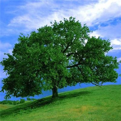 一肖三码app下载